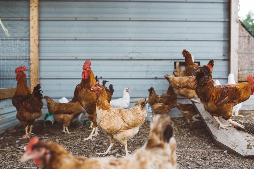How to Tell If Chicken Has Gone Bad—Key Signs and Tips